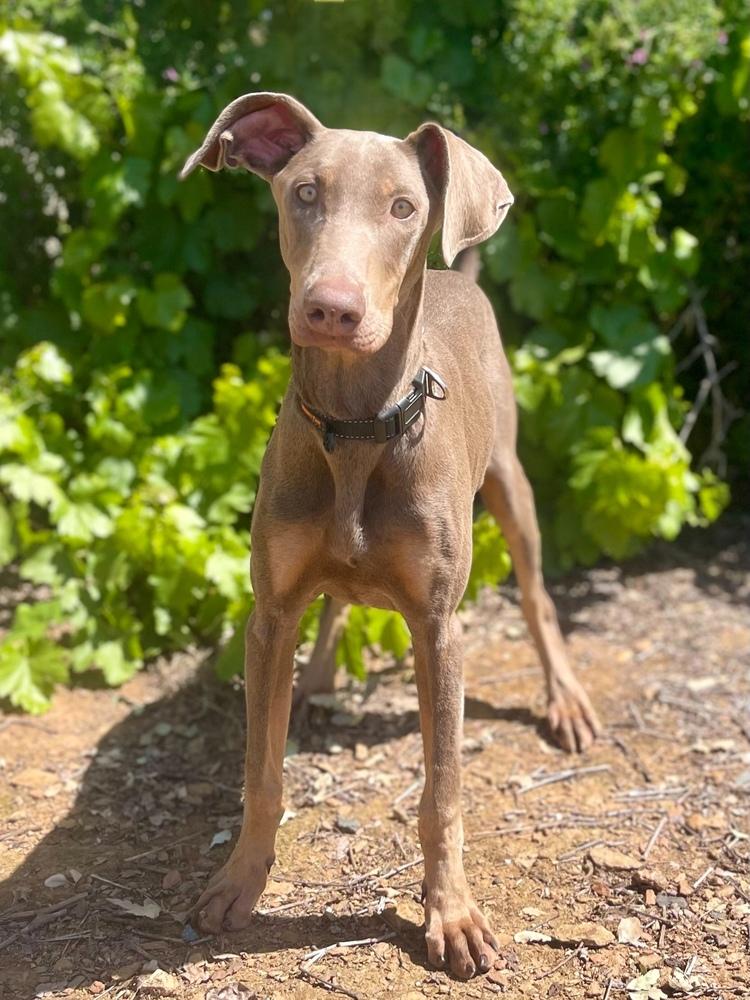 Enlarge Queenie, a Adoptable mixed breed in Jamestown, CA image 4/4