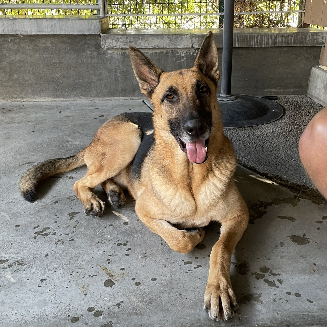 Enlarge Guardian, a Adoptable German Shepherd Dog in Canoga Park, CA image 4/8