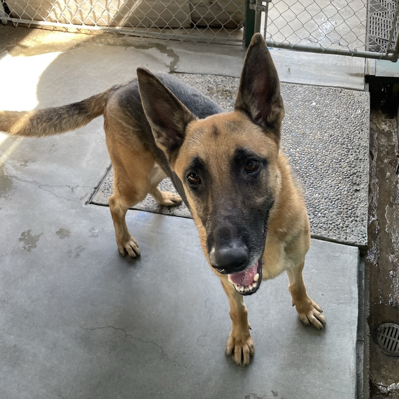 Enlarge Guardian, a Adoptable German Shepherd Dog in Canoga Park, CA image 5/8