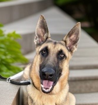 Enlarge Guardian, a Adoptable German Shepherd Dog in Canoga Park, CA image 6/8