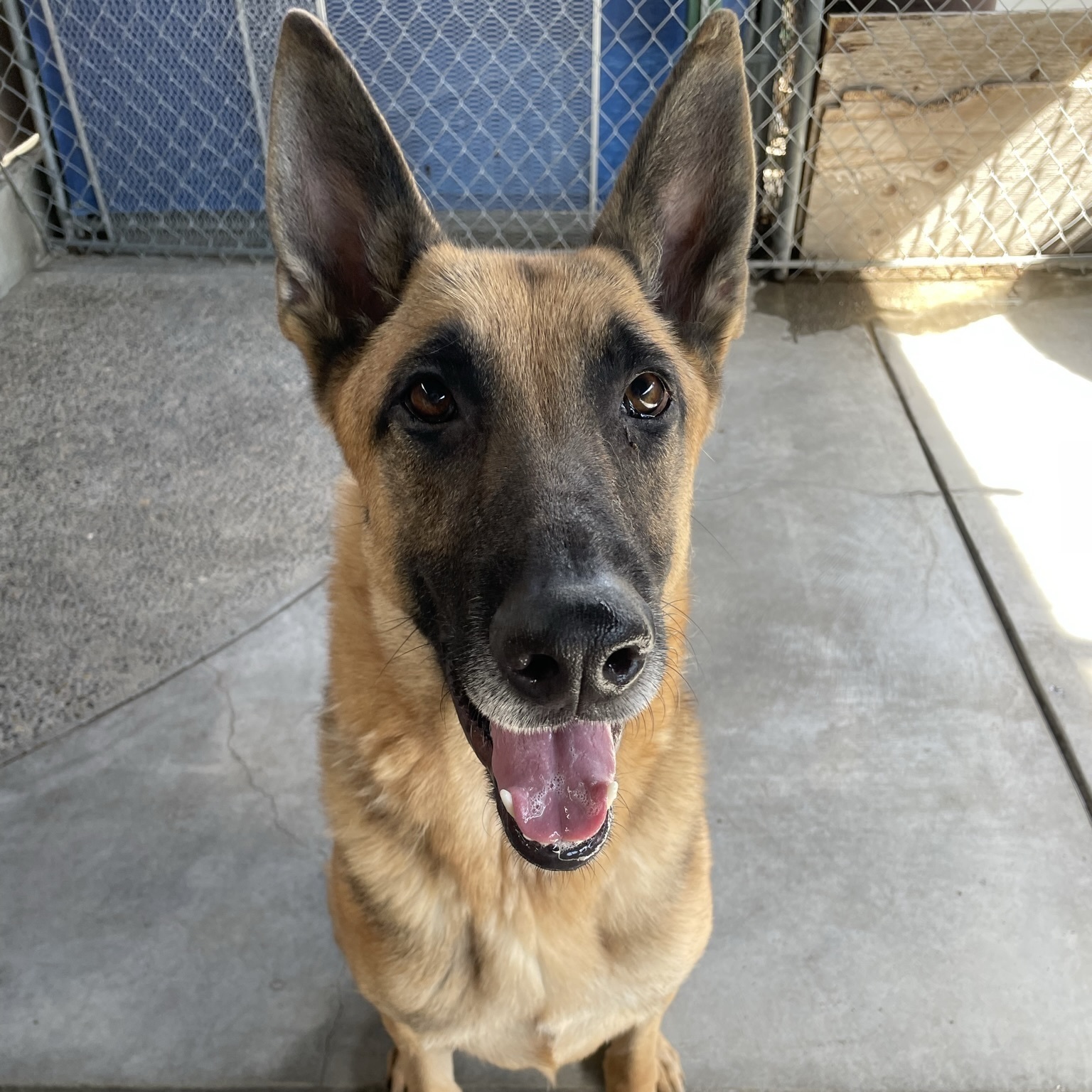 Enlarge Guardian, a Adoptable German Shepherd Dog in Canoga Park, CA image 1/8