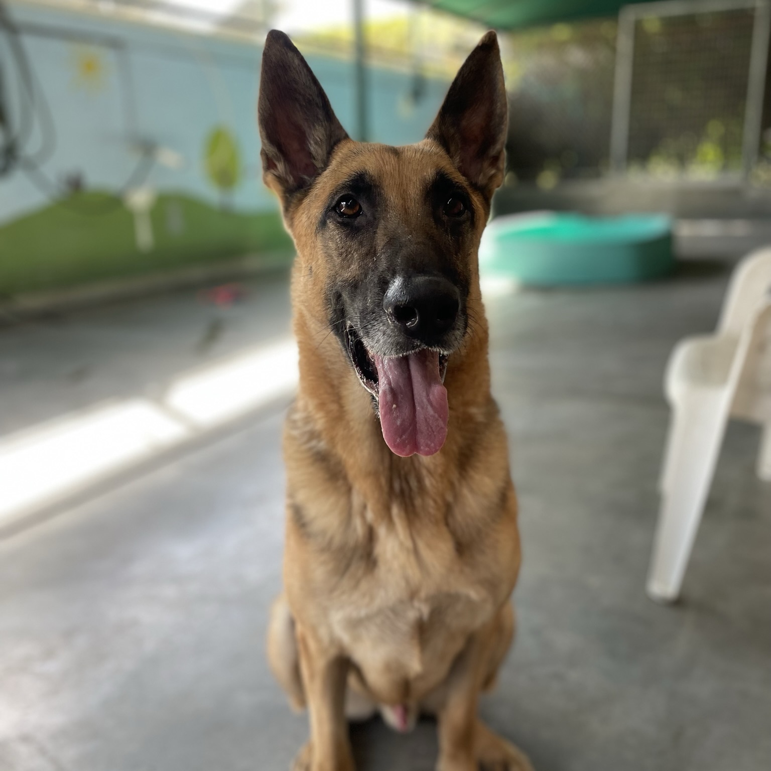 Enlarge Guardian, a Adoptable German Shepherd Dog in Canoga Park, CA image 7/8