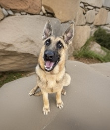 Enlarge Guardian, a Adoptable German Shepherd Dog in Canoga Park, CA image 8/8