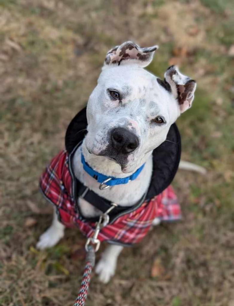 Enlarge Zara, a Adopted Pit Bull Terrier in Peru, NY image 1/1