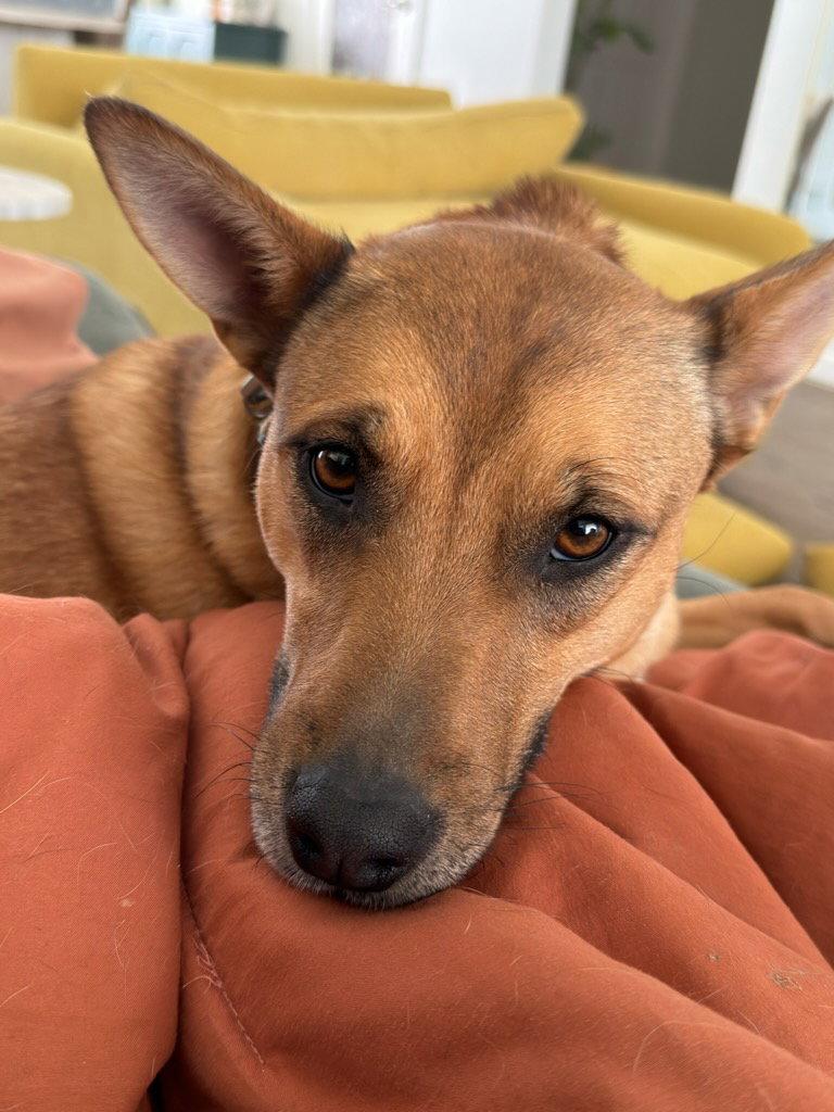 Aeris, a Adoptable Mixed Breed in Fort Collins, CO image 1/3