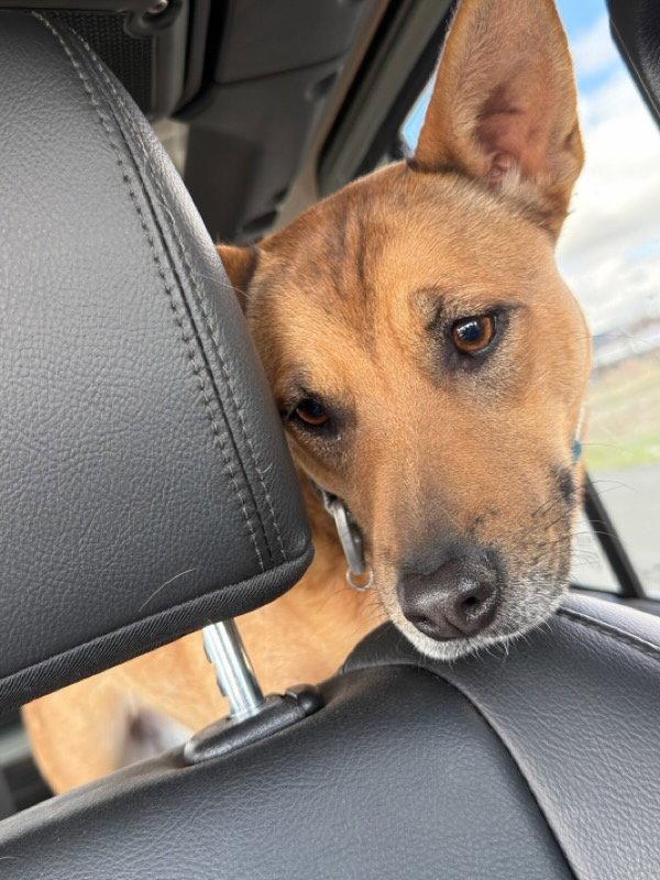 Aeris, Adoptable, Adult Female Mixed Breed.