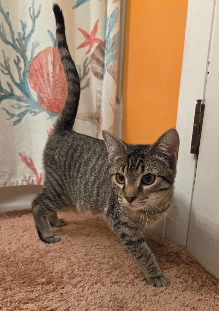 Enlarge Elvis Presley, a Adoptable mixed breed in Parkville, MD image 1/1