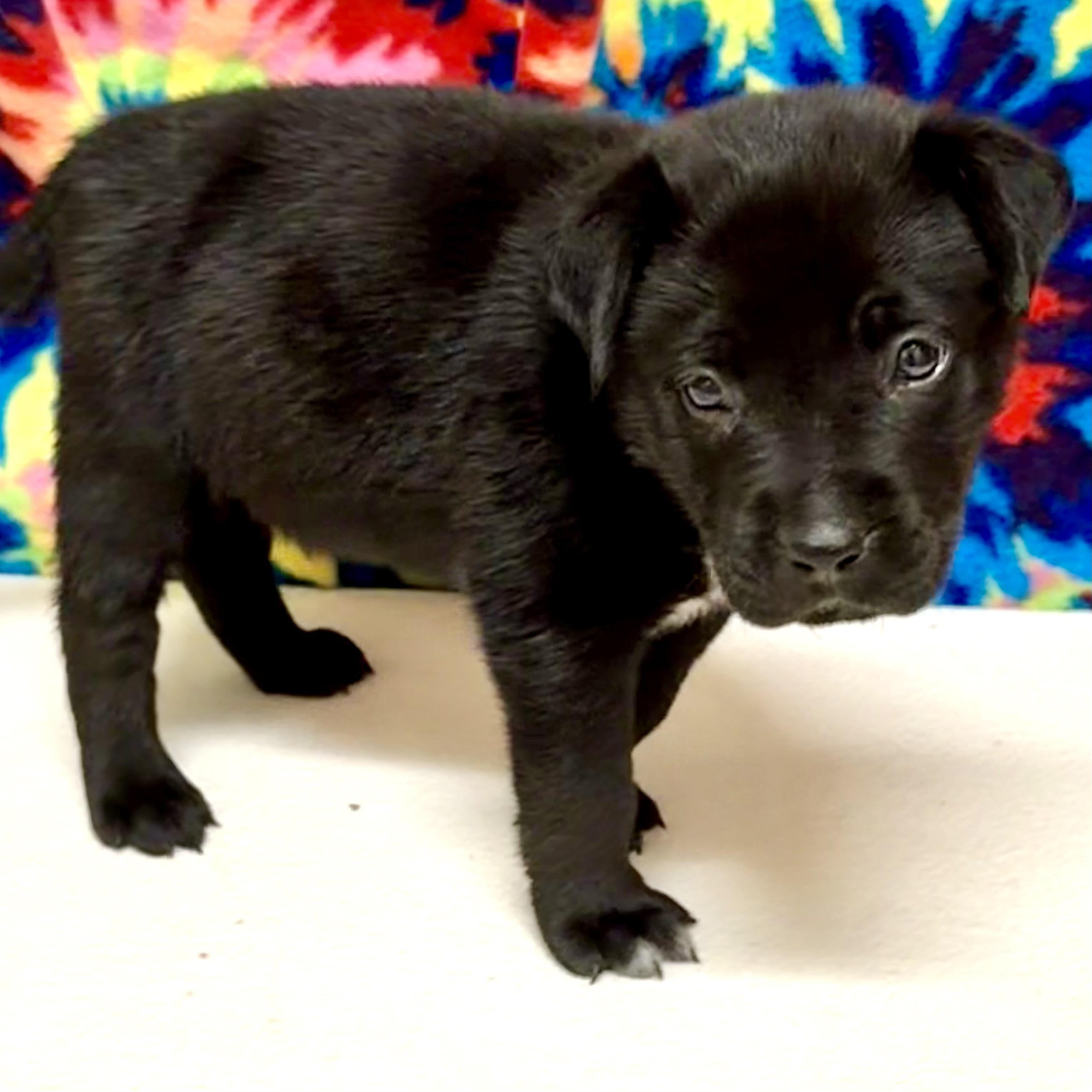 Enlarge Blue, a Adopted mixed breed in Libertyville, IL image 3/3