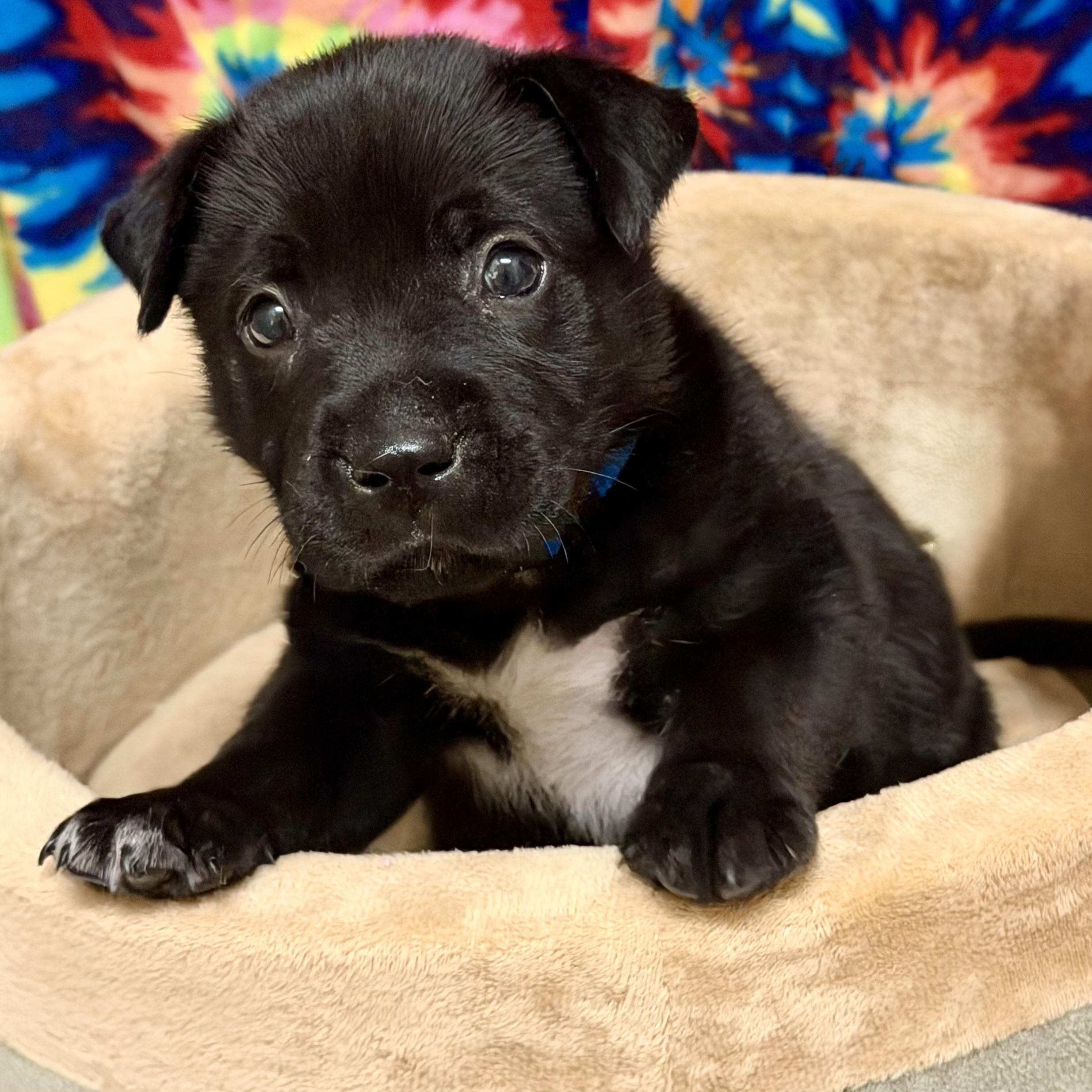 Blue, Adopted, Puppy Male Pit Bull Terrier & German Shepherd Dog.