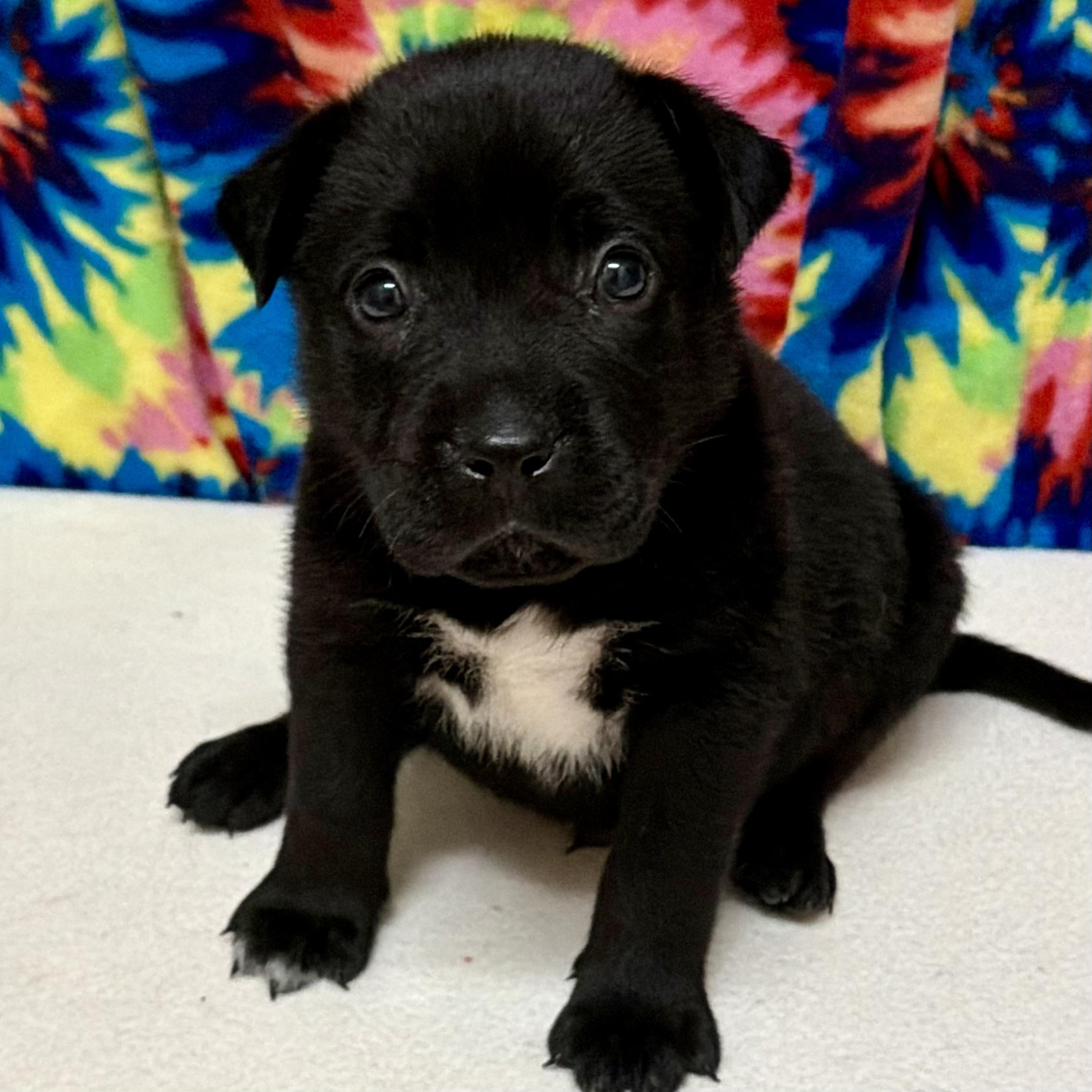 Enlarge Blue, a Adopted mixed breed in Libertyville, IL image 2/3