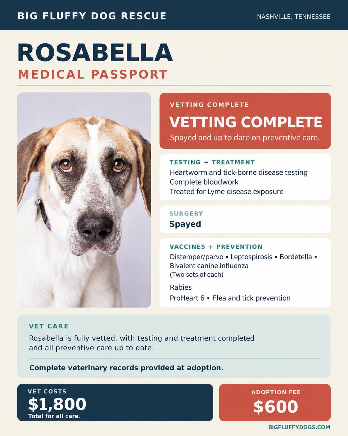 Enlarge Rosabella, a Adoptable mixed breed in Cleveland, OH image 5/6