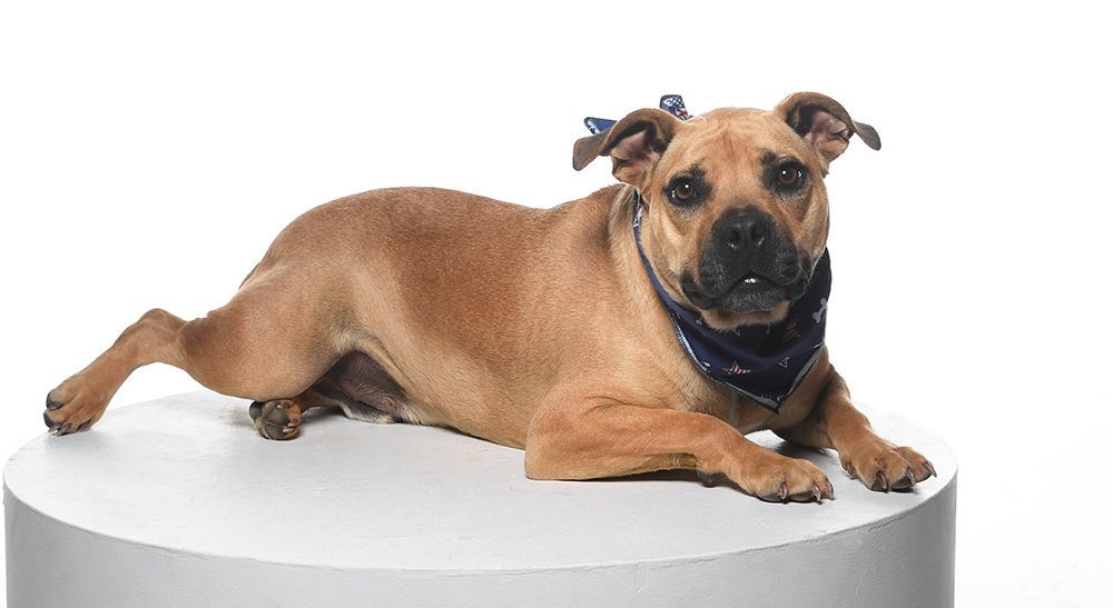 Frankie Hudson, Adoptable, Adult Male Pit Bull Terrier & French Bulldog.