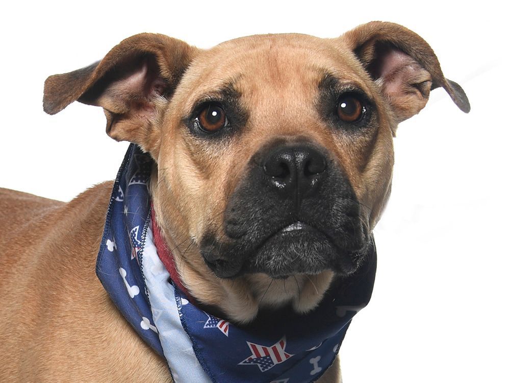 Enlarge Frankie Hudson, a Adoptable mixed breed in Cookeville, TN image 2/10