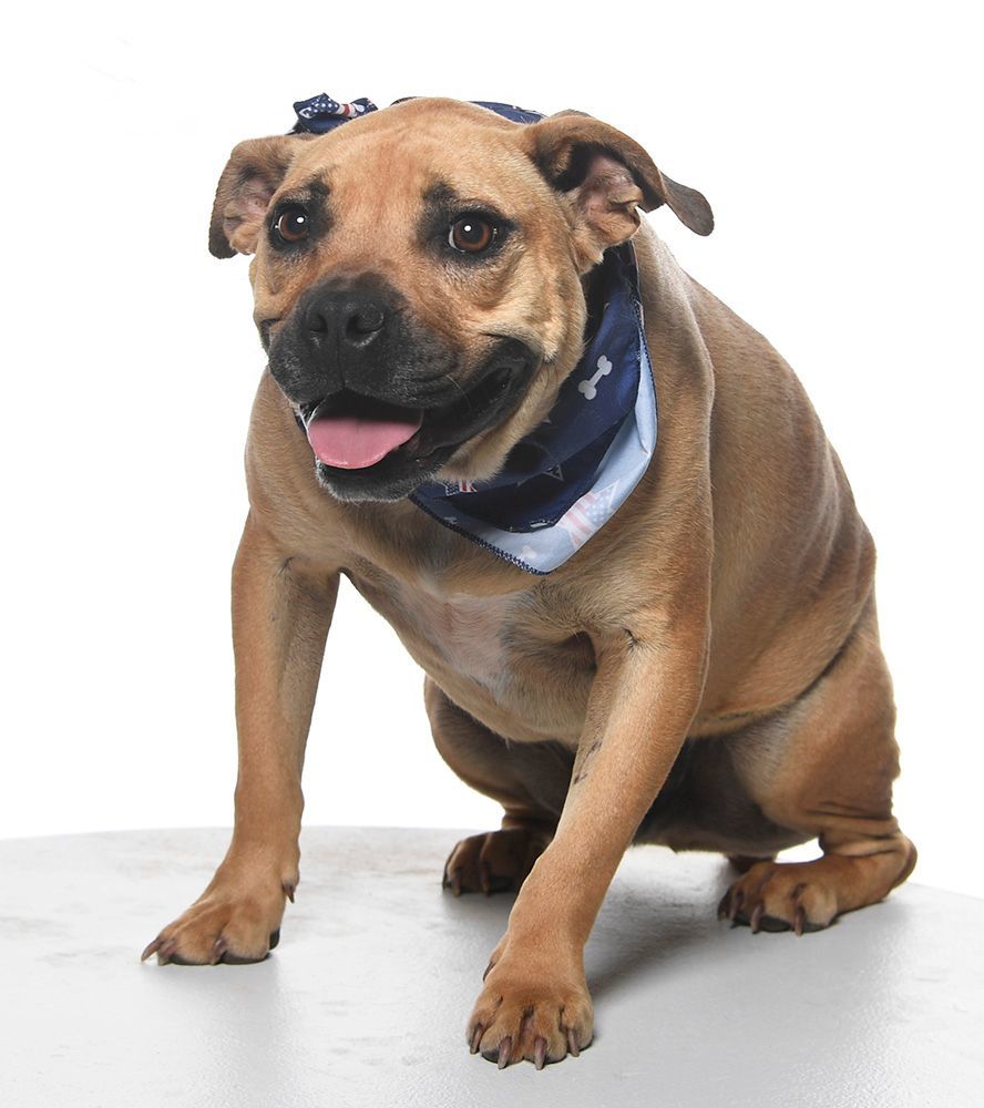 Enlarge Frankie Hudson, a Adoptable mixed breed in Cookeville, TN image 3/10