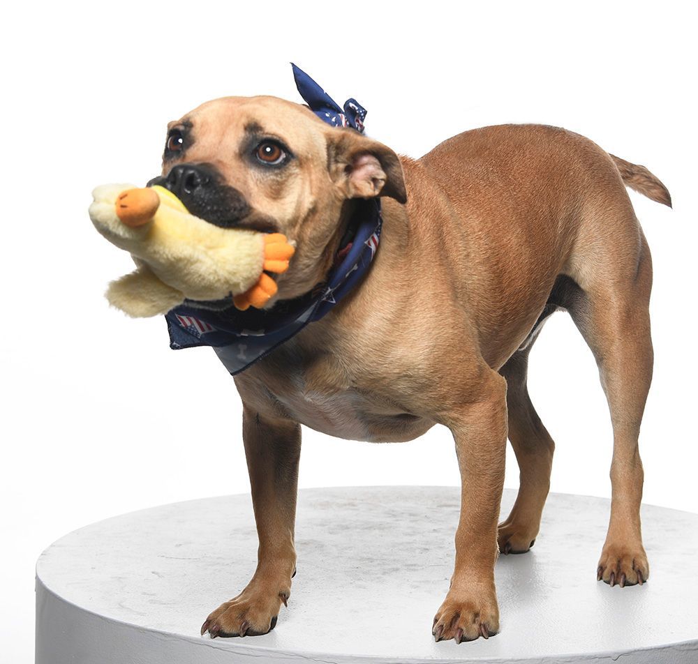 Enlarge Frankie Hudson, a Adoptable mixed breed in Cookeville, TN image 4/10