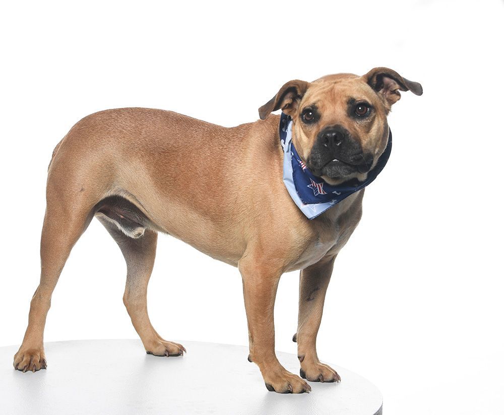 Enlarge Frankie Hudson, a Adoptable mixed breed in Cookeville, TN image 5/10