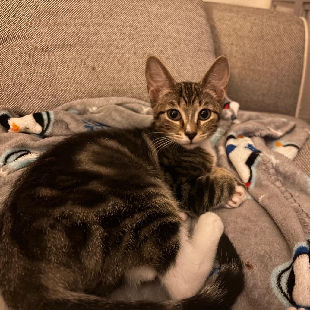 Enlarge Sir Kensington, a Adoptable Domestic Short Hair in Port Richey, FL image 1/5