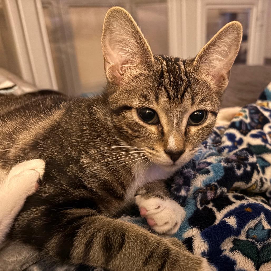 Enlarge Sir Kensington, a Adoptable Domestic Short Hair in Port Richey, FL image 2/5