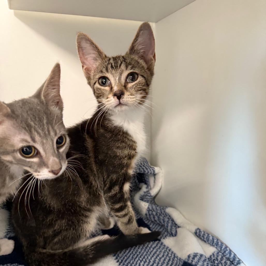 Enlarge Sir Kensington, a Adoptable Domestic Short Hair in Port Richey, FL image 3/5