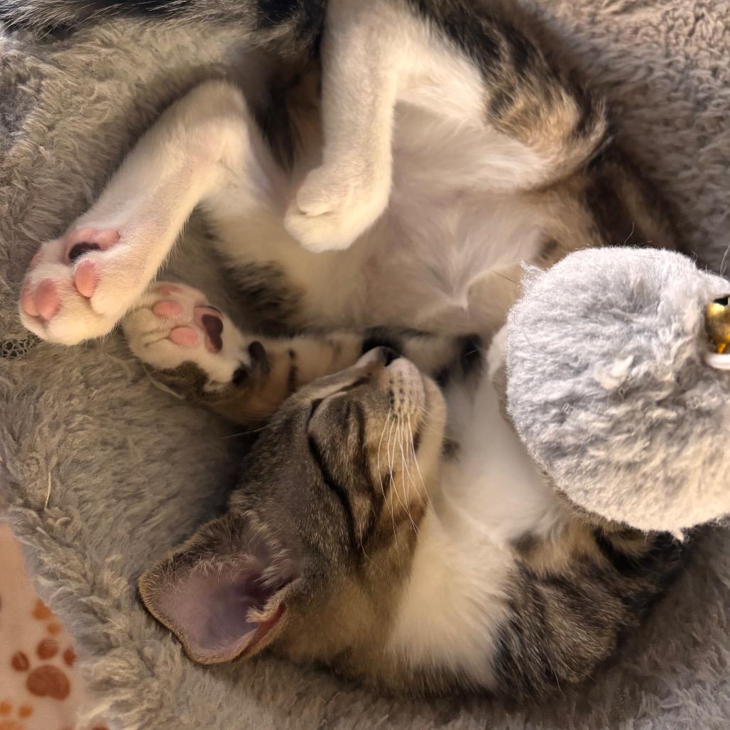 Enlarge Sir Kensington, a Adoptable Domestic Short Hair in Port Richey, FL image 5/5