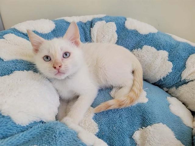 ASPEN, Adoptable, Kitten Male Domestic Short Hair.
