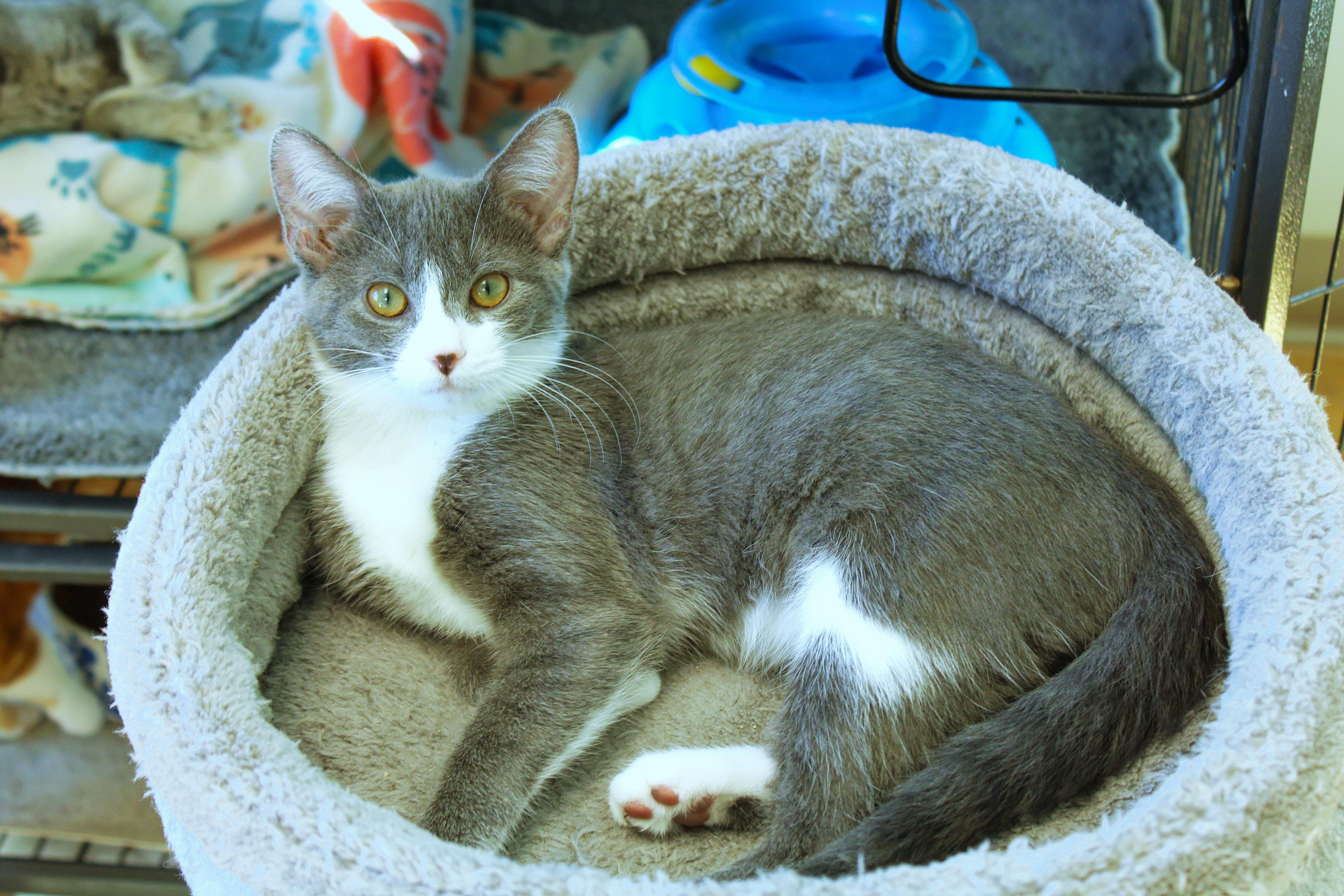 Enlarge Mandy, a Adopted Tuxedo in Urbana, OH image 1/6