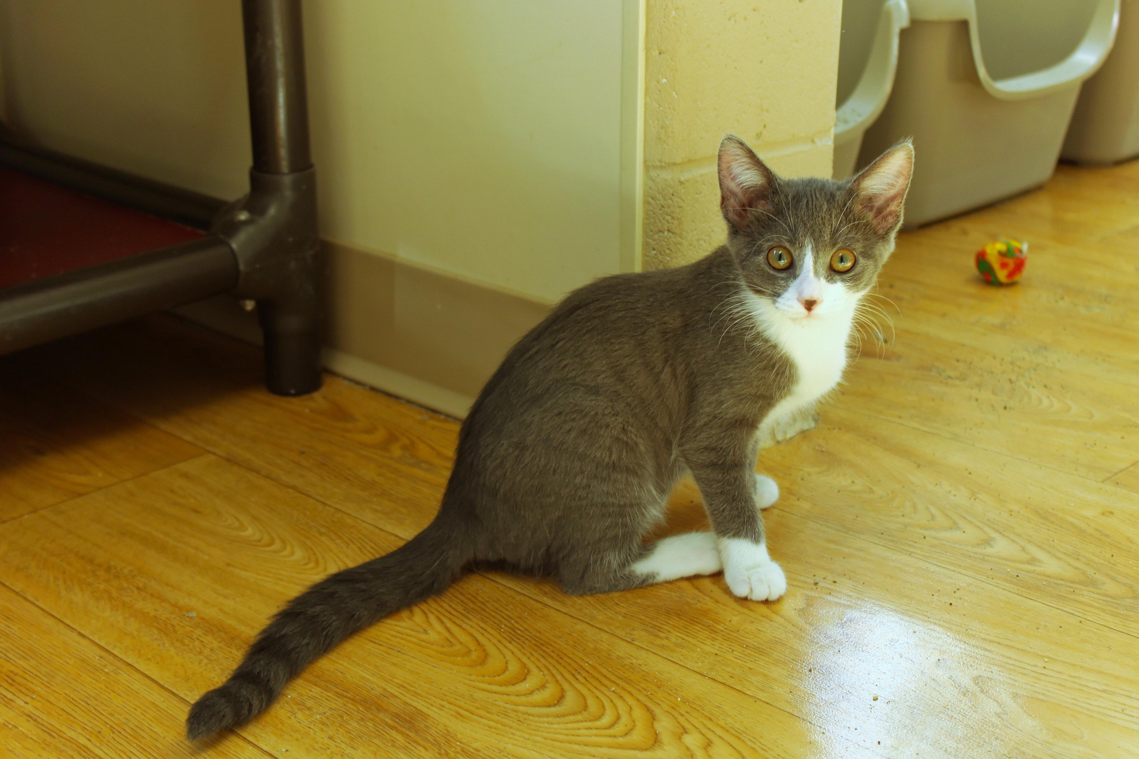 Enlarge Mandy, a Adopted Tuxedo in Urbana, OH image 4/6