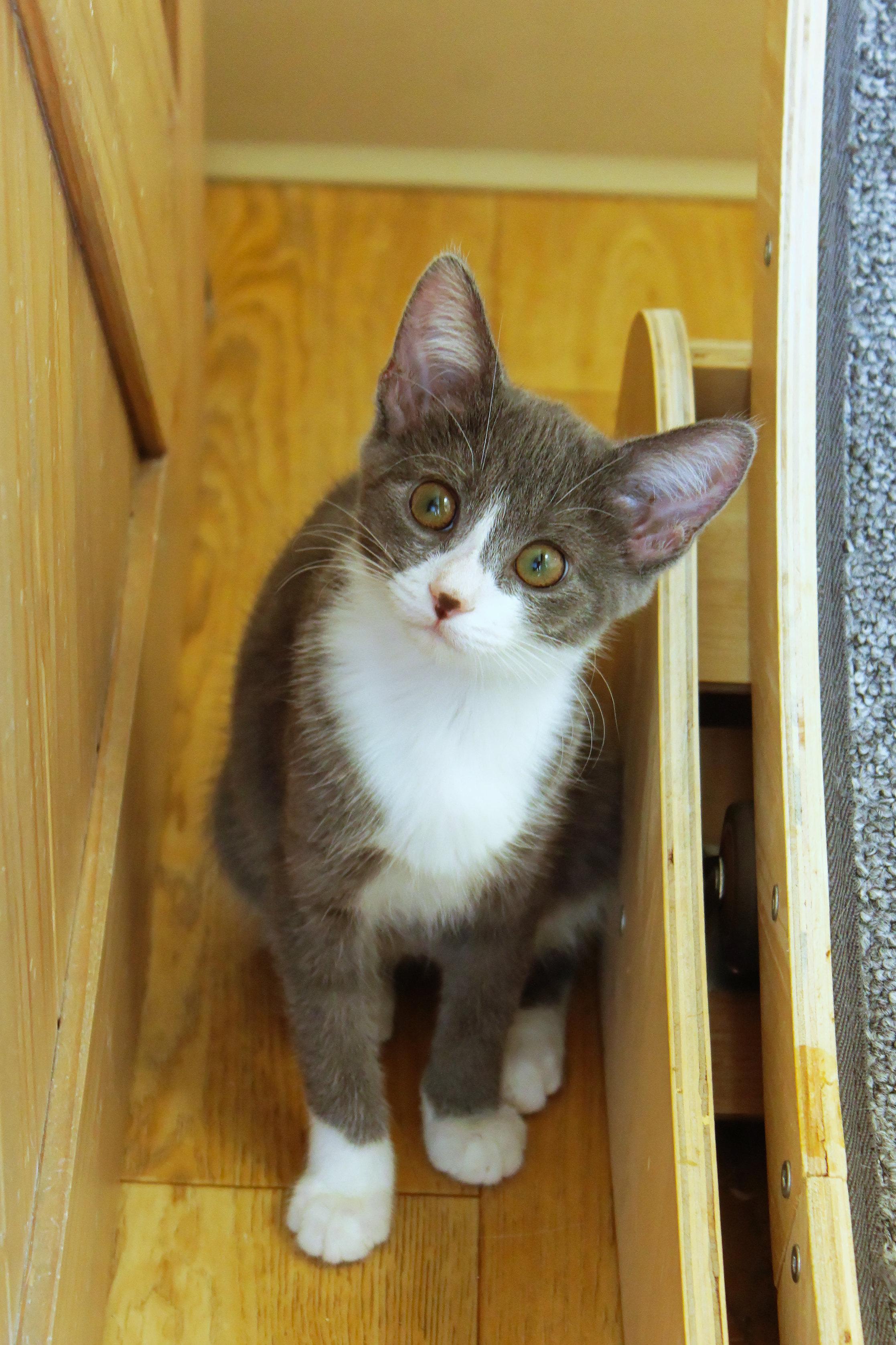 Enlarge Mandy, a Adopted Tuxedo in Urbana, OH image 3/6