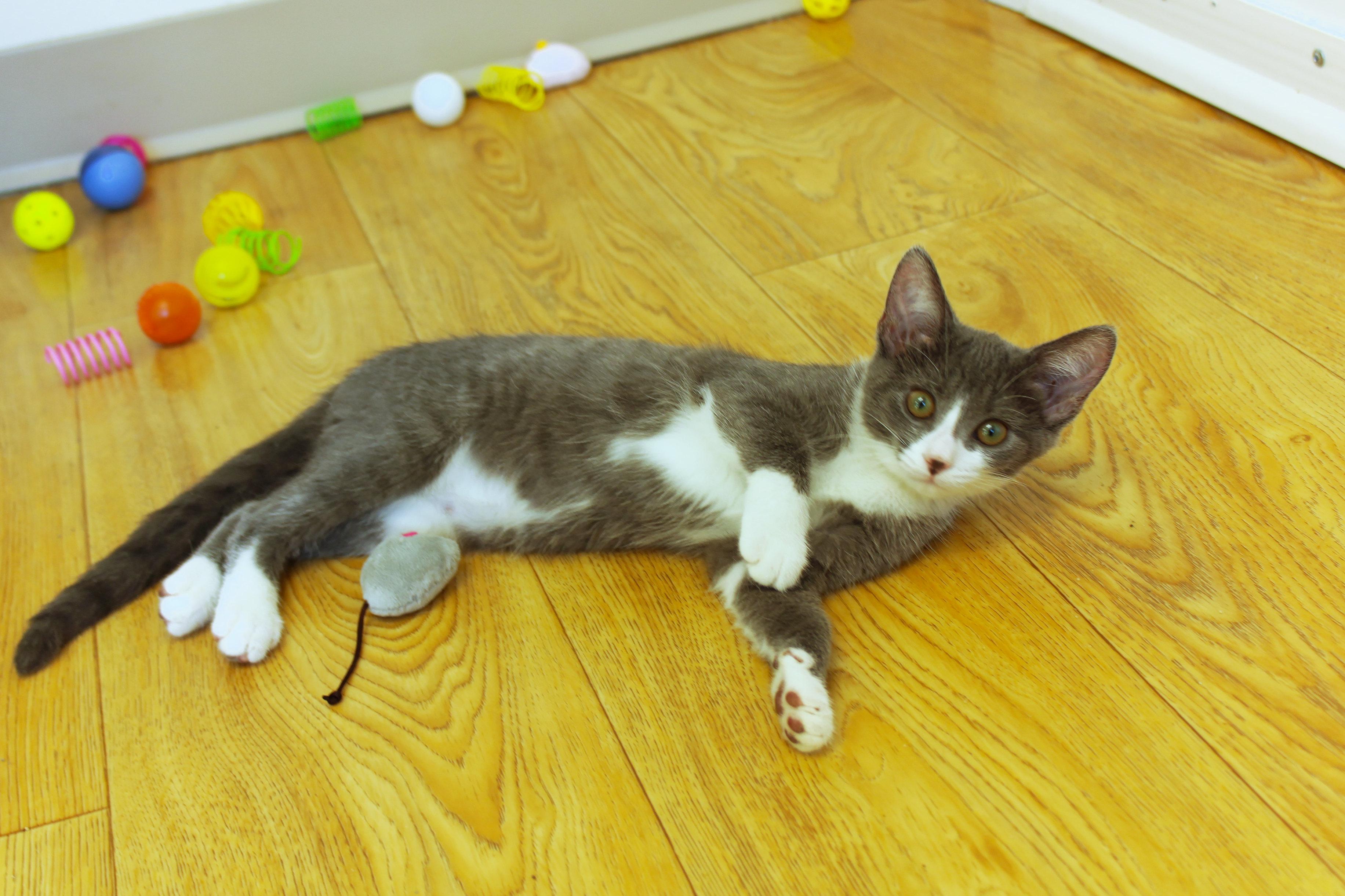 Enlarge Mandy, a Adopted Tuxedo in Urbana, OH image 6/6