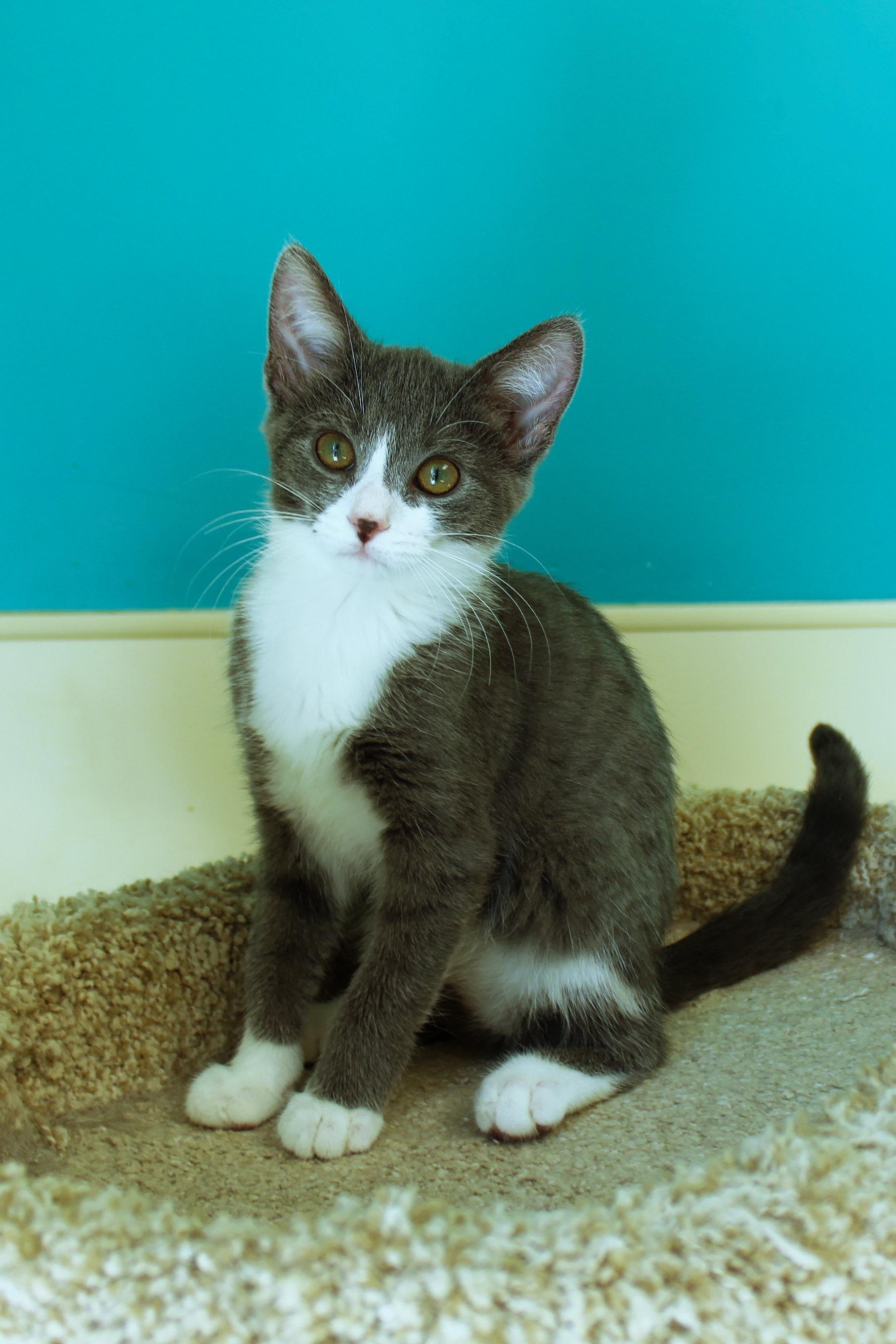 Enlarge Mandy, a Adopted Tuxedo in Urbana, OH image 2/6