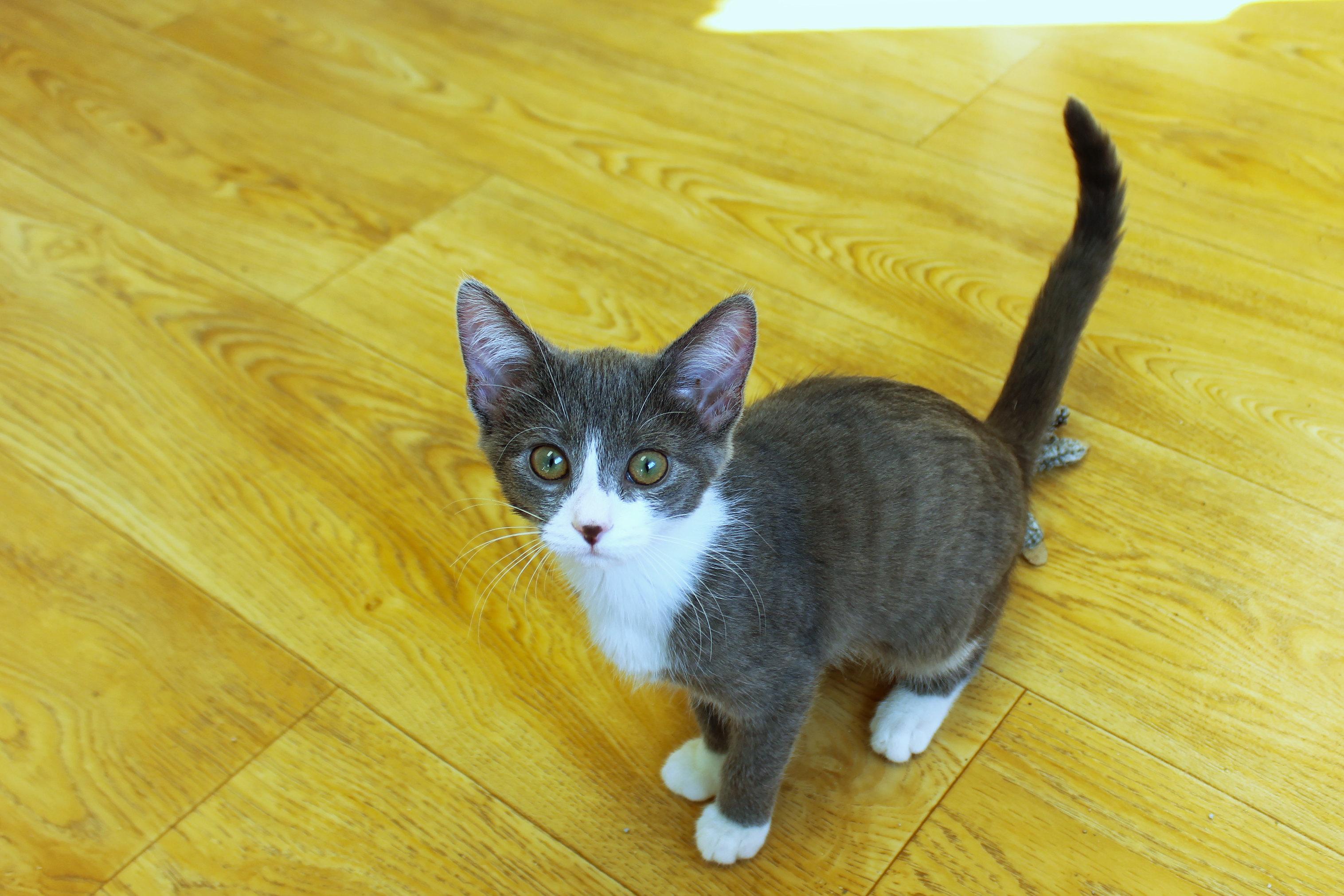 Enlarge Mandy, a Adopted Tuxedo in Urbana, OH image 5/6