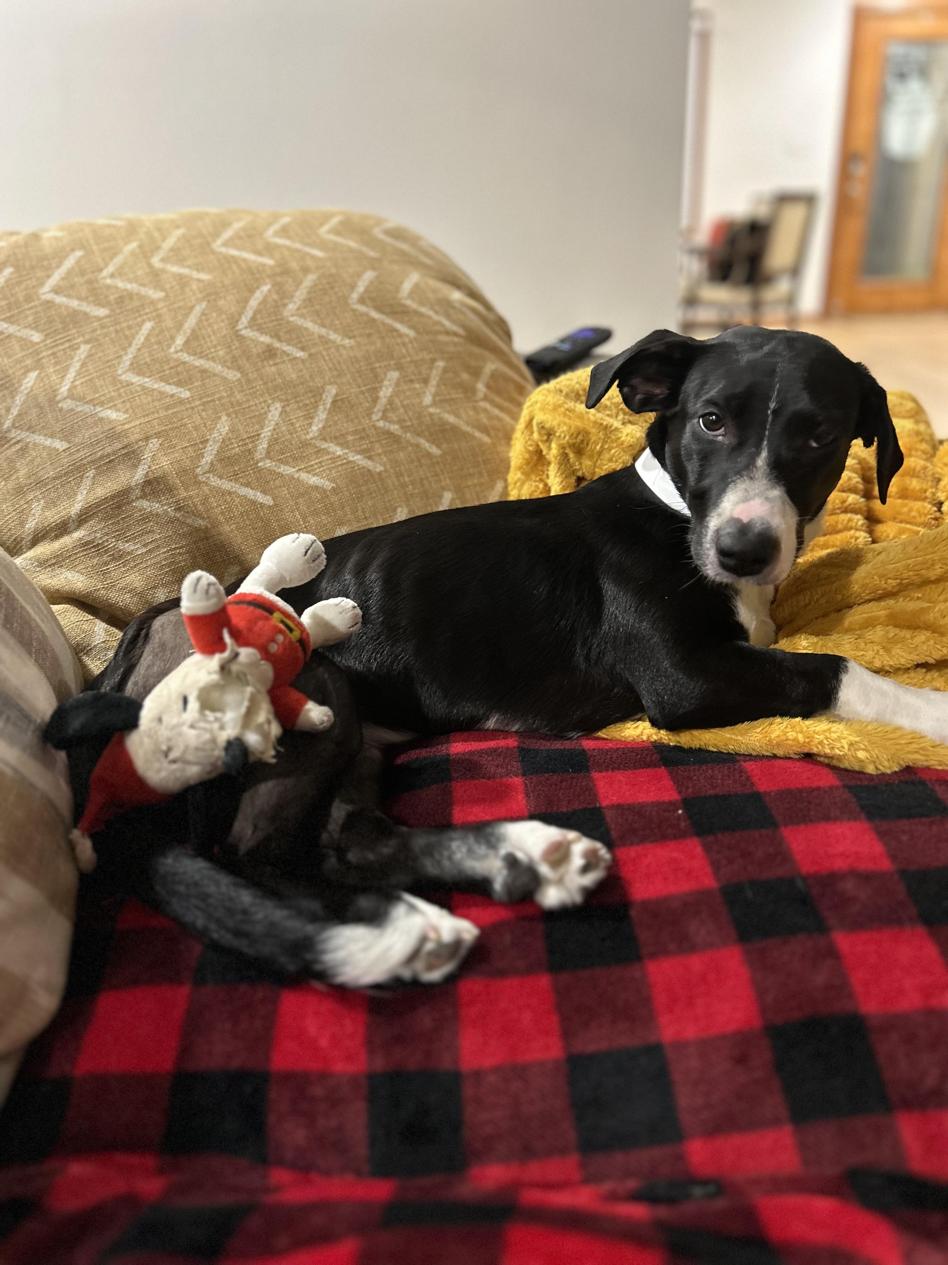 Roxie (In Foster), Young Female unknown