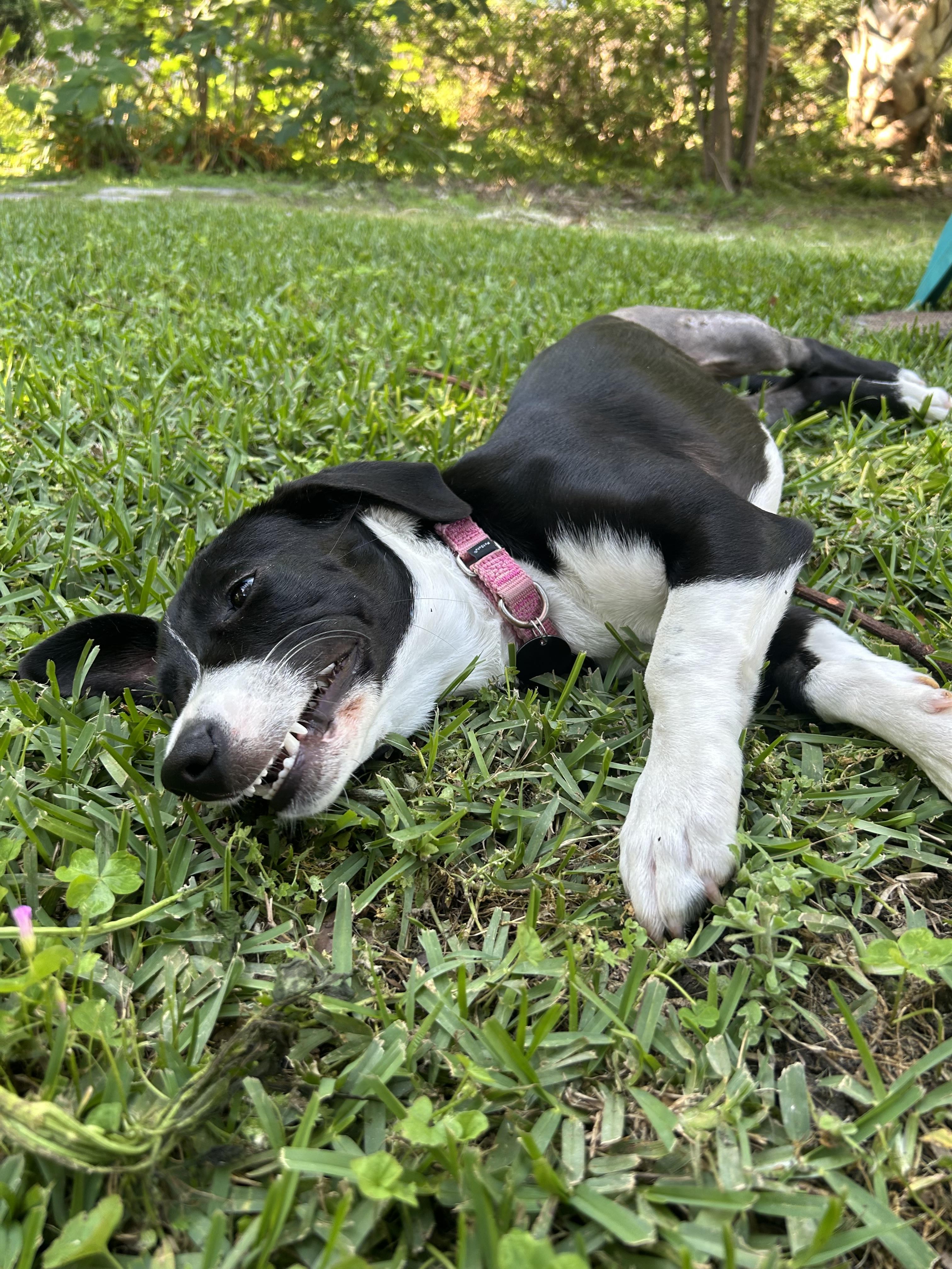 Roxie (In Foster)