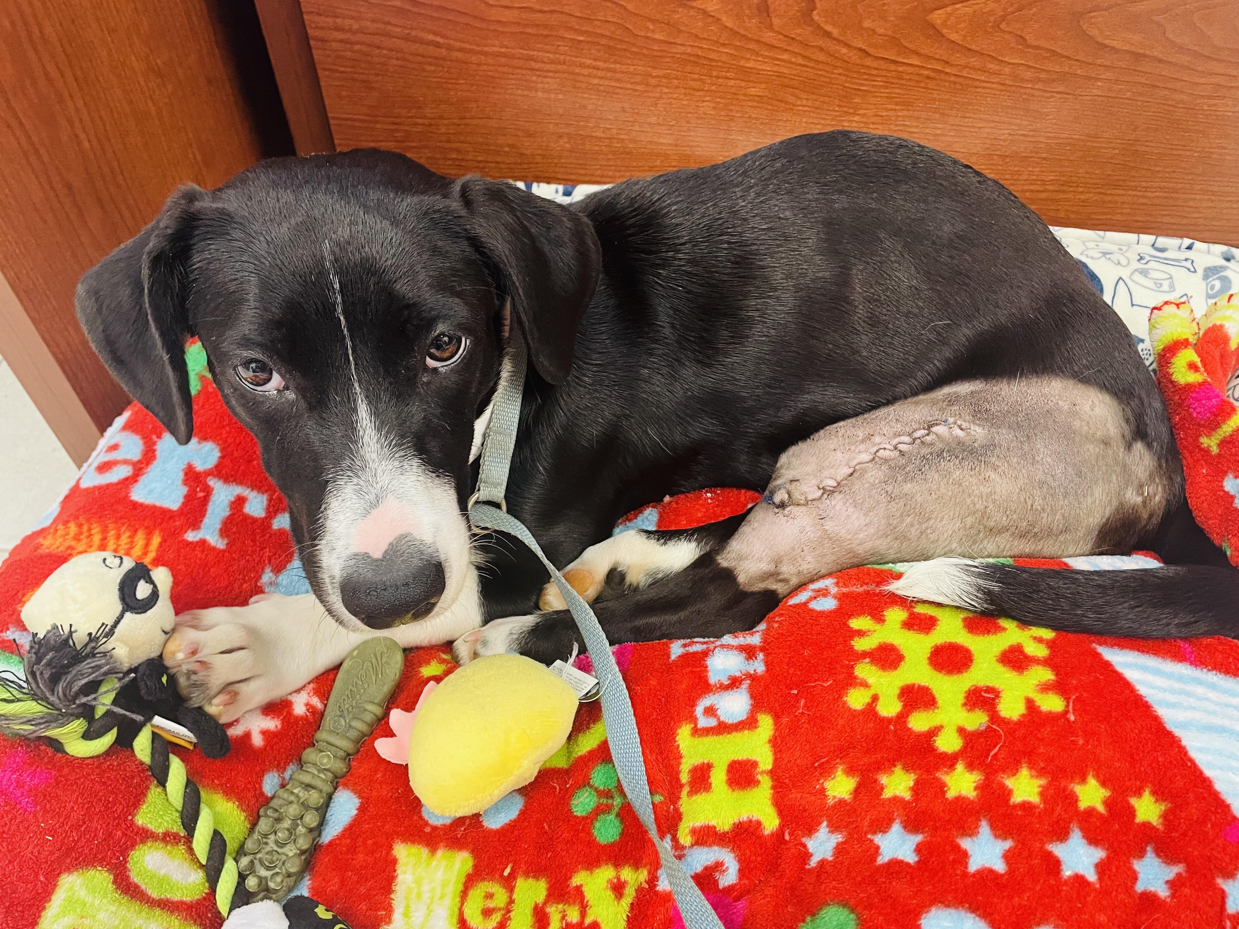 Roxie (In Foster)