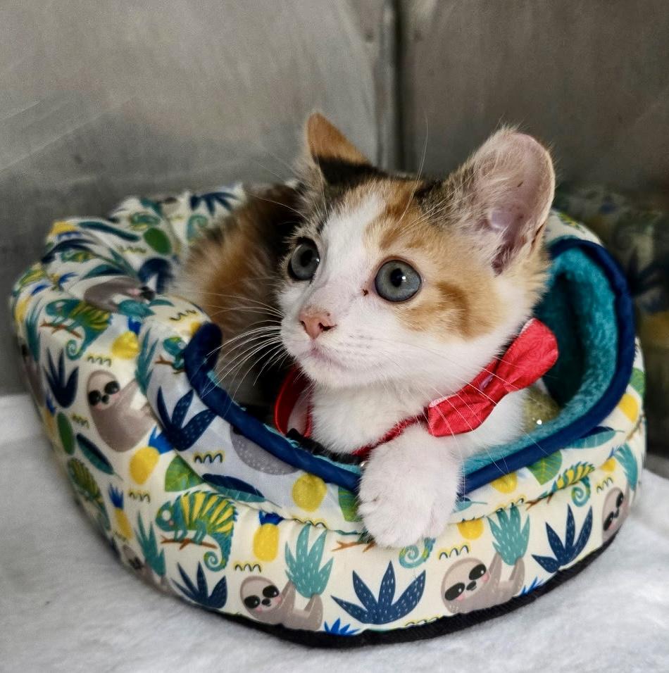 Enlarge Tulip, an adopted Calico in Tallahassee, FL image 1/3