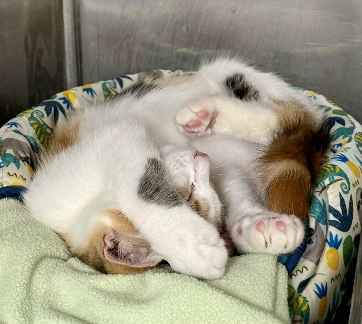Enlarge Tulip, an adopted Calico in Tallahassee, FL image 2/3