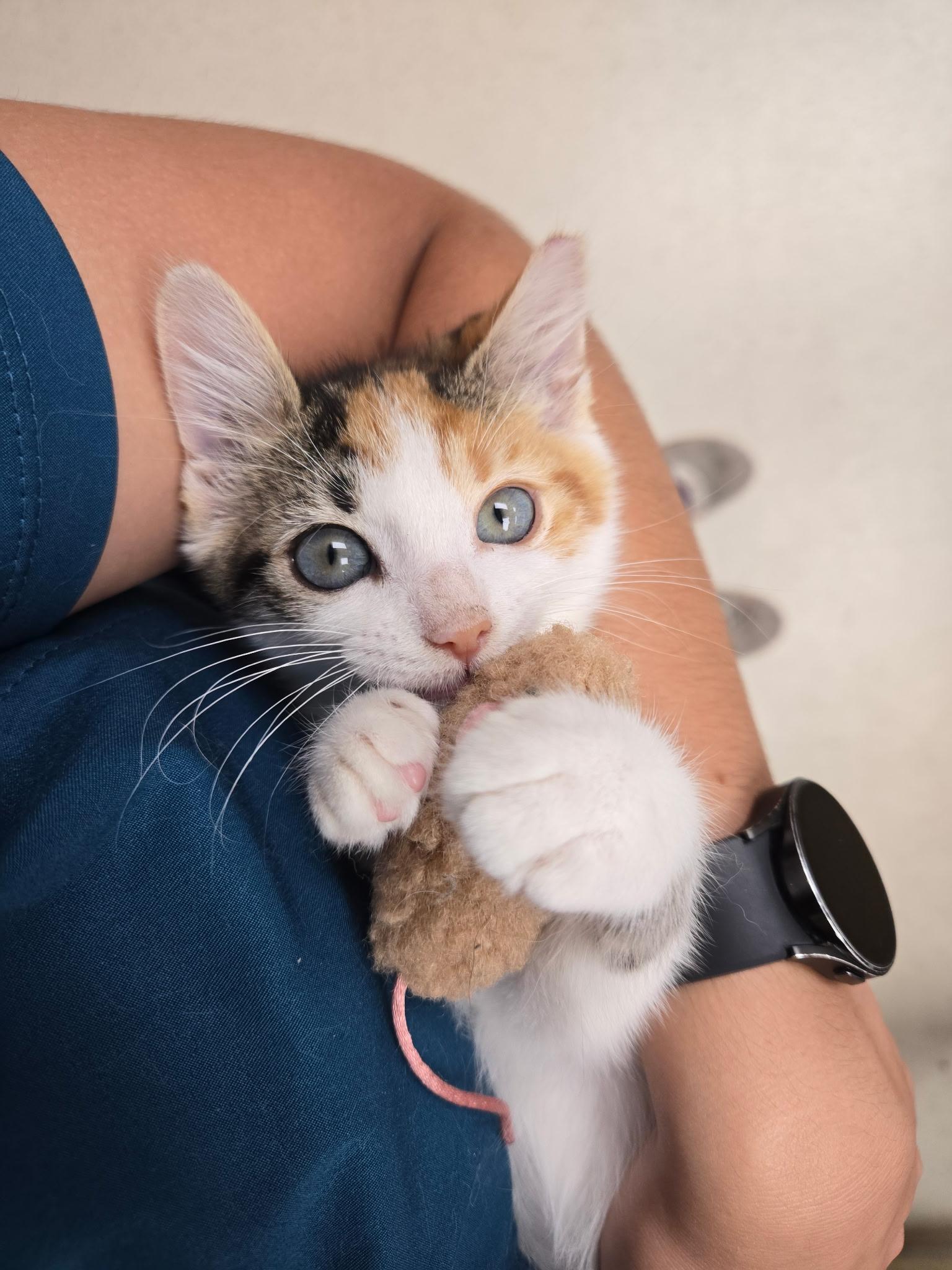 Enlarge Tulip, an adopted Calico in Tallahassee, FL image 3/3