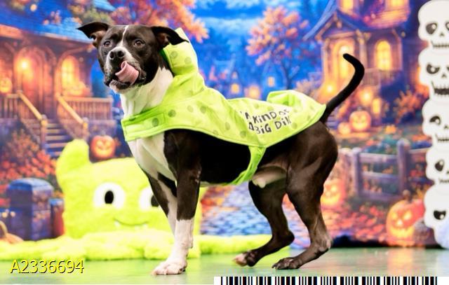 TREY, Adoptable, Adult Male Mixed Breed.