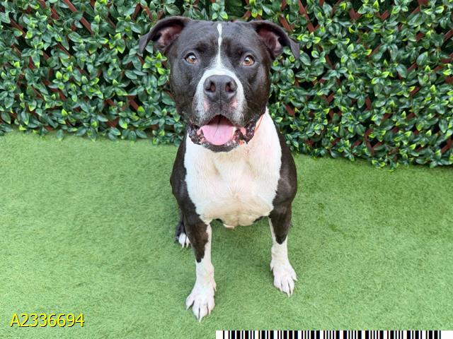 TREY, Adoptable, Adult Male Mixed Breed.