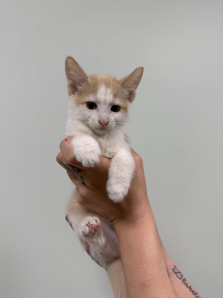 Enlarge Kitten 2, a Adoptable mixed breed in Erwin, TN image 1/1