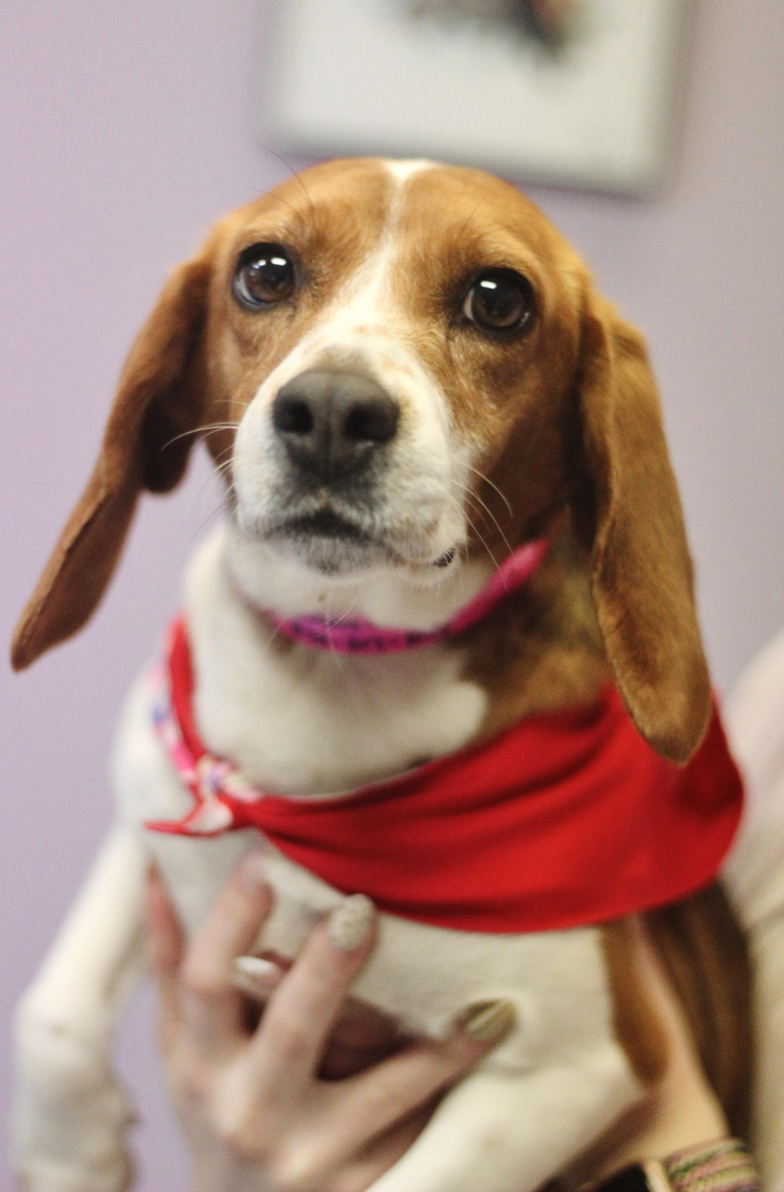 Doreen in NH! Come Meet our Adoptable Dogs Wednesday-Saturday. More info in Bio!, an adopted mixed breed in Manchester, NH image 1/3