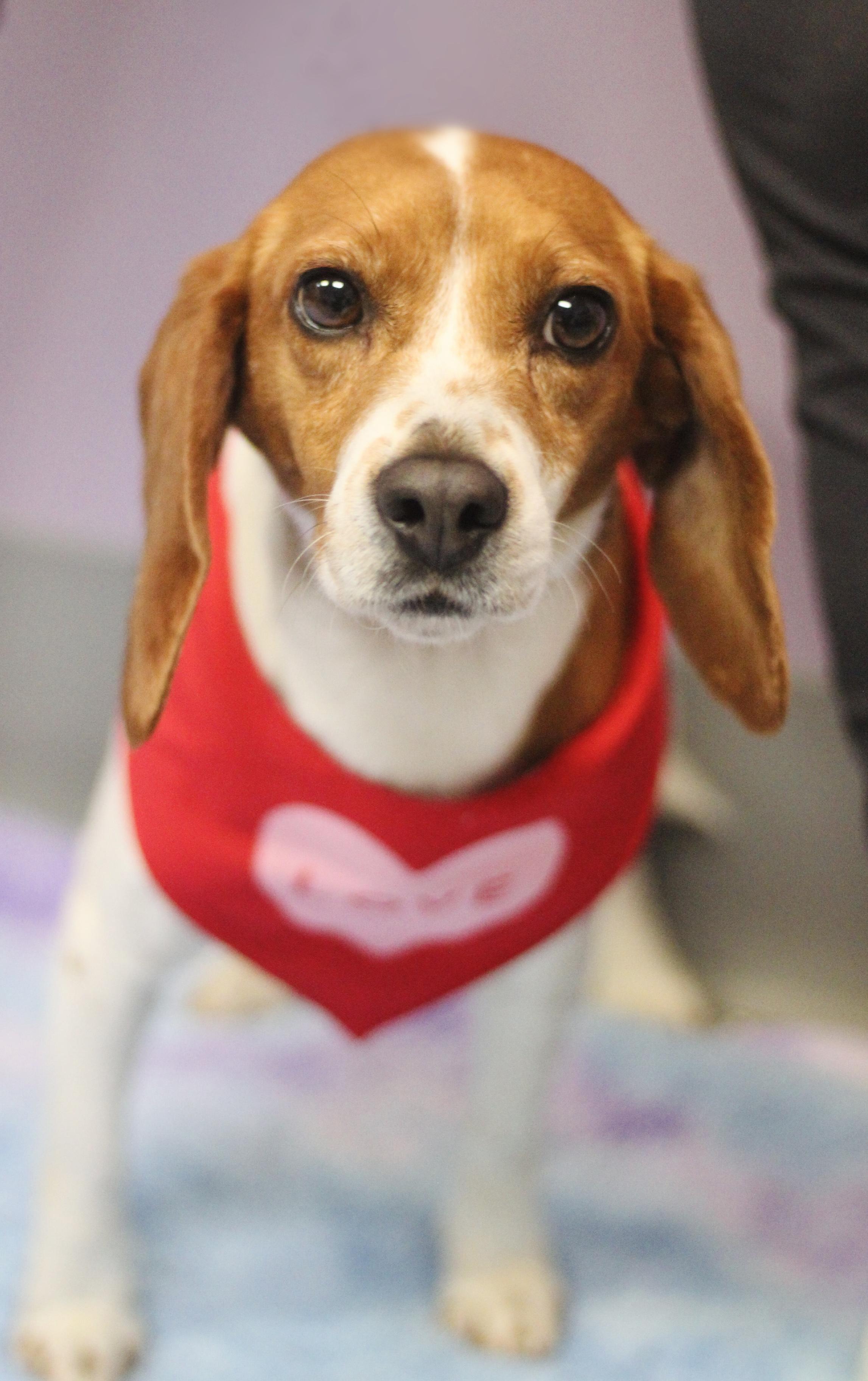 Doreen in NH! Come Meet our Adoptable Dogs Wednesday-Saturday. More info in Bio!, an adopted mixed breed in Manchester, NH image 2/3