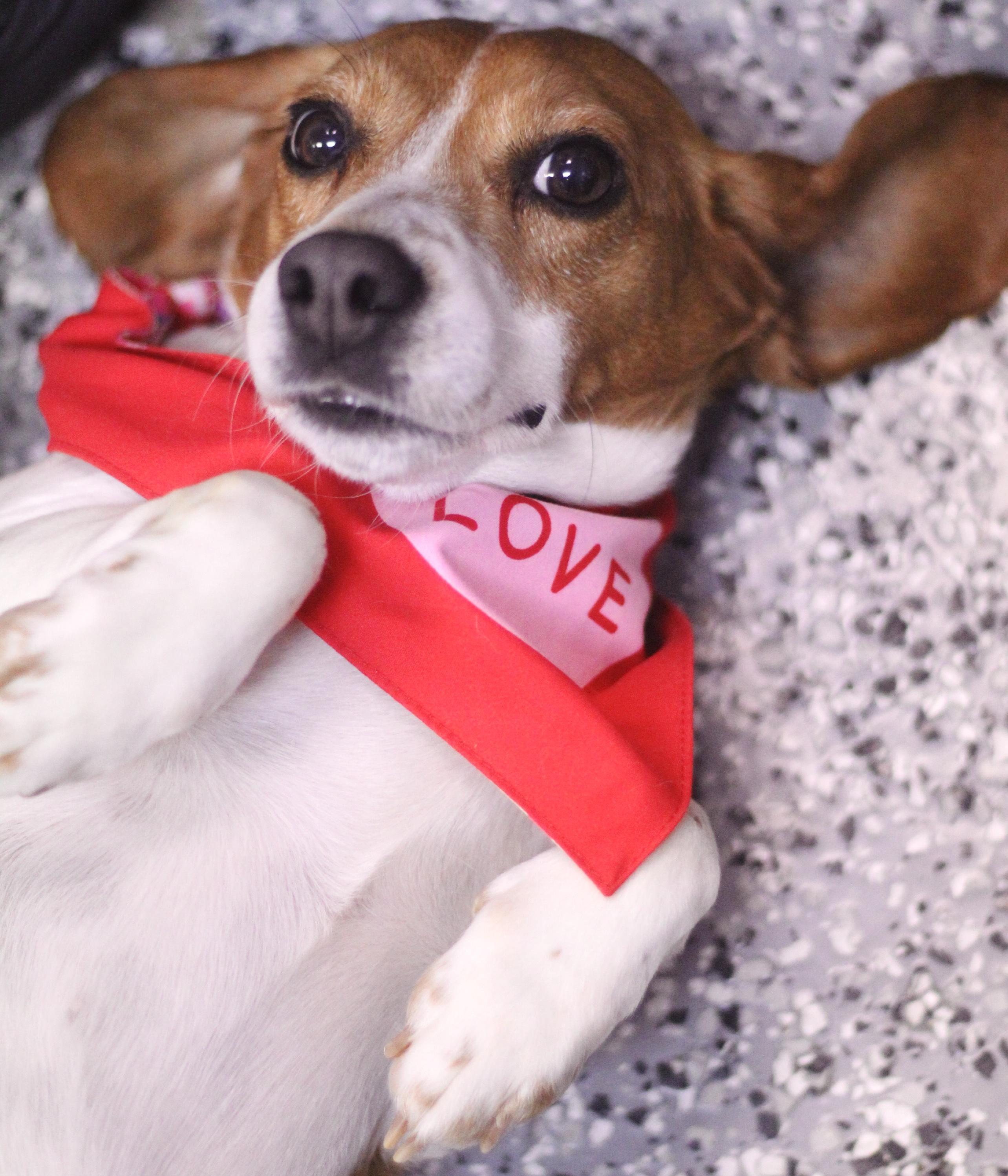 Doreen in NH! Come Meet our Adoptable Dogs Wednesday-Saturday. More info in Bio!, an adopted mixed breed in Manchester, NH image 3/3
