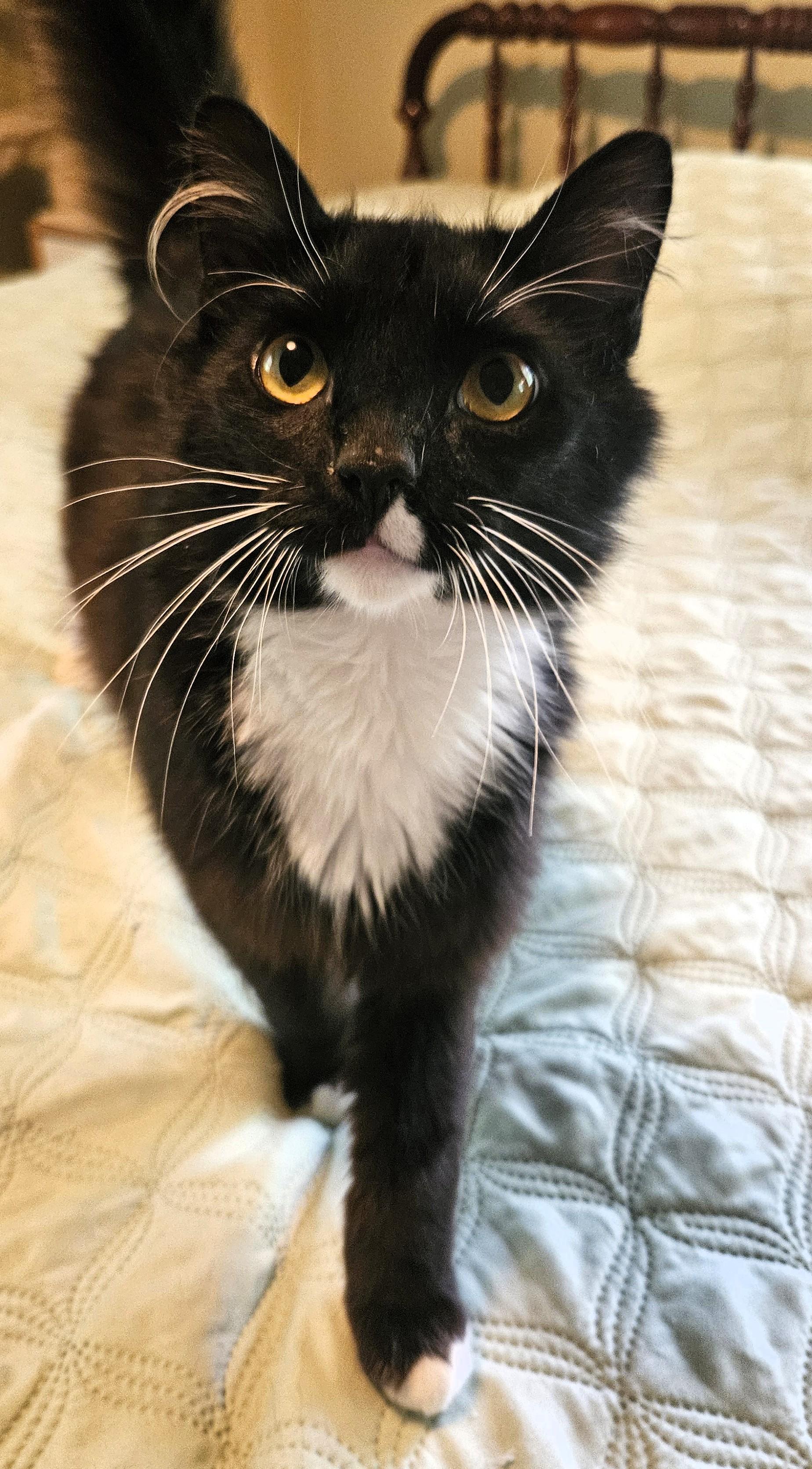 Iggy Bradley, Adoptable, Young Male Domestic Medium Hair & Domestic Long Hair.