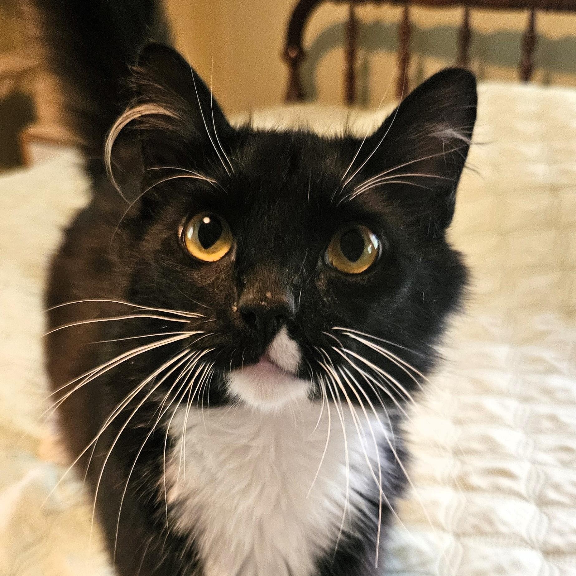 Enlarge Iggy Bradley, a Adoptable mixed breed in Frederick, MD image 1/4