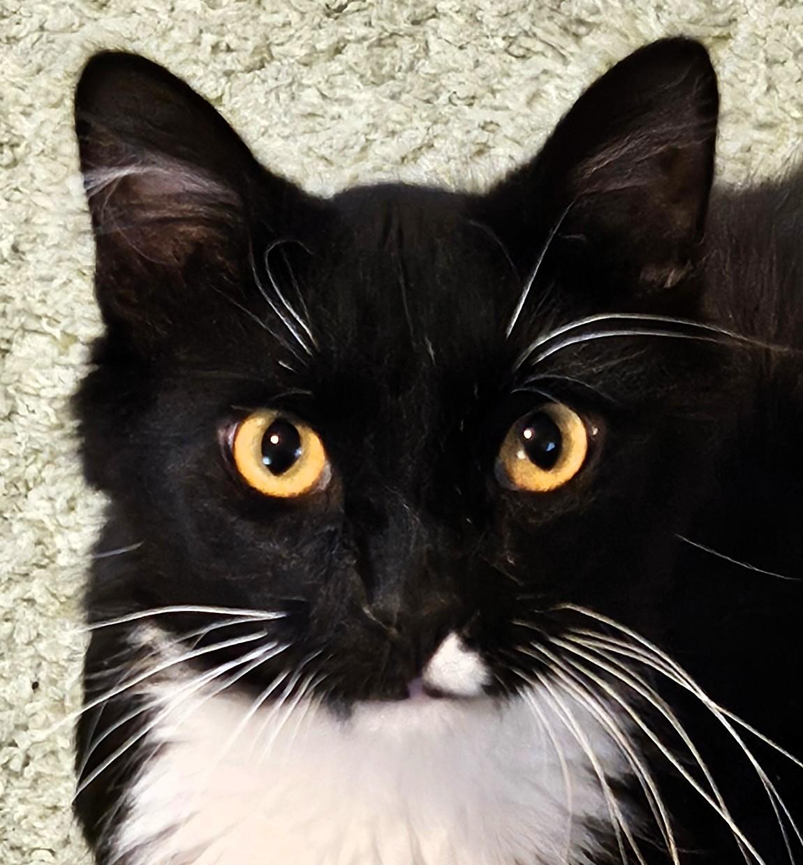 Enlarge Iggy Bradley, a Adoptable mixed breed in Frederick, MD image 2/4