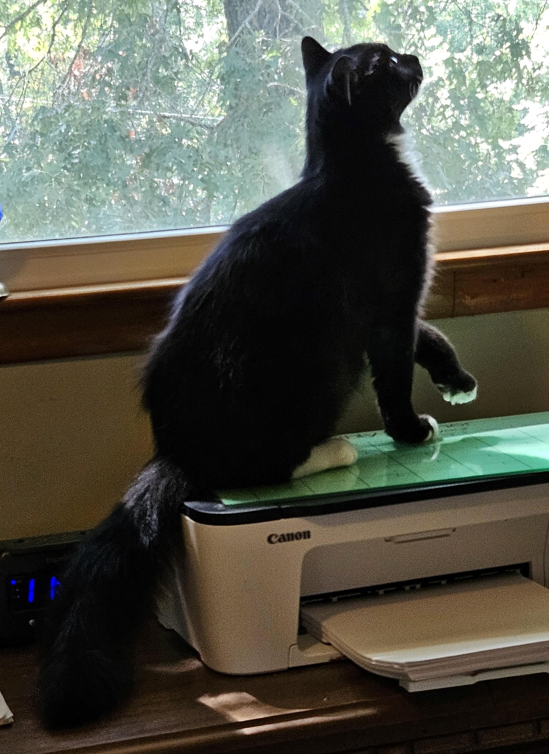 Enlarge Iggy Bradley, a Adoptable mixed breed in Frederick, MD image 3/4