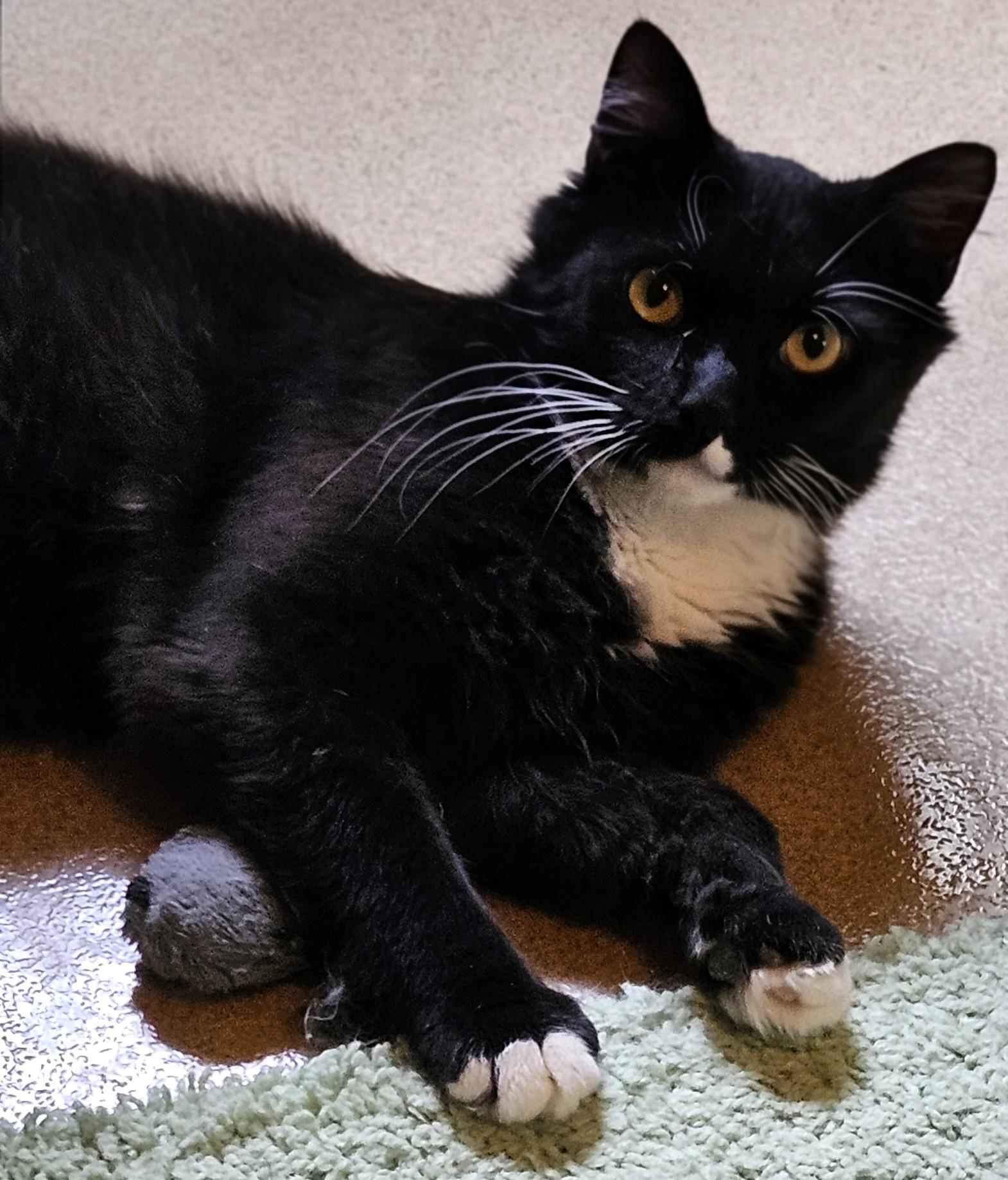 Enlarge Iggy Bradley, a Adoptable mixed breed in Frederick, MD image 4/4