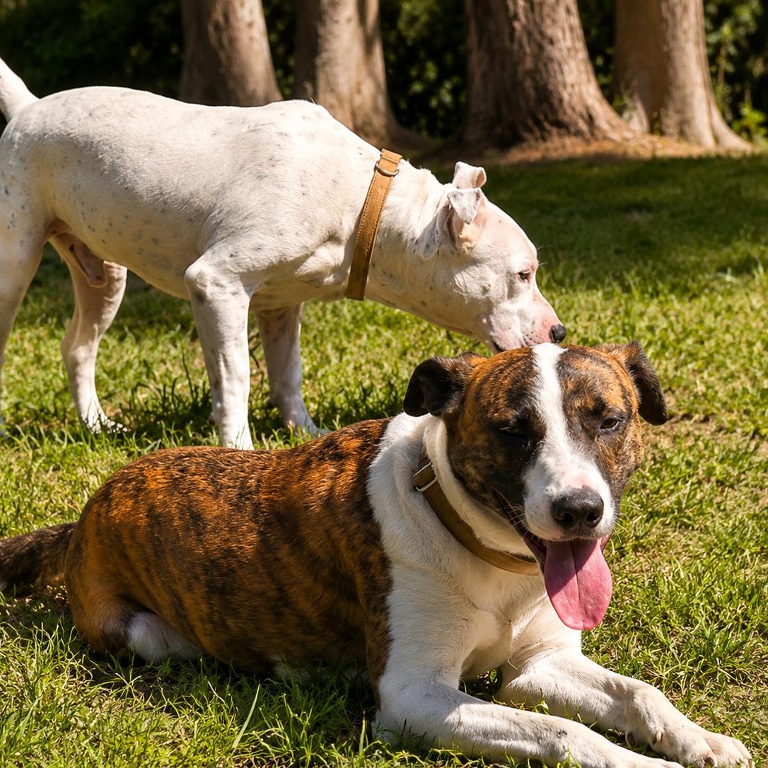 Enlarge Emilio - Affectionate, Full of Personality, Smart, Loves the Outdoors and Great with Dogs, a Adoptable mixed breed in Cambridge, MA image 3/6