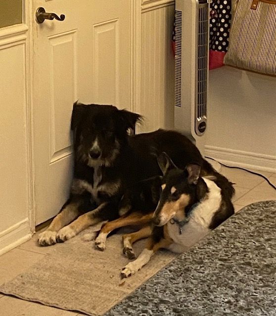 Diesel, a Adoptable mixed breed in Houston, TX image 2/4